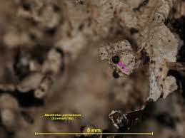 Attēlu rezultāti vaicājumam “Vouauxiomyces santessonii”