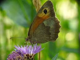 Attēlu rezultāti vaicājumam “Maniola jurtina female”