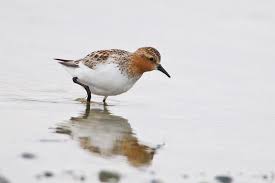Image result for Calidris ruficollis