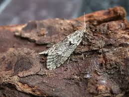 Attēlu rezultāti vaicājumam “Diurnea fagella”