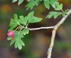 Attēlu rezultāti vaicājumam “Crataegus monogyna subsp. nordica”