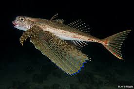 Image result for Dactylopterus volitans