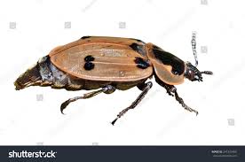 Attēlu rezultāti vaicājumam “Silphidae”