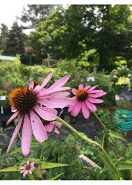 Image result for Echinacea purpurea