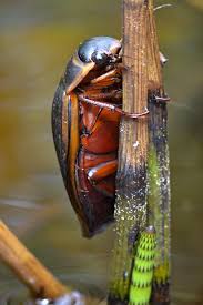 Attēlu rezultāti vaicājumam “Dytiscus dimidiatus”