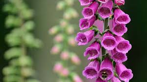 Attēlu rezultāti vaicājumam “Digitalis purpurea fruit”