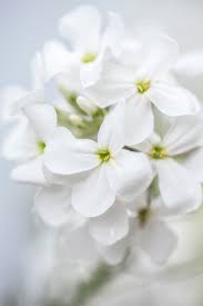 Attēlu rezultāti vaicājumam “Hesperis matronalis bud”