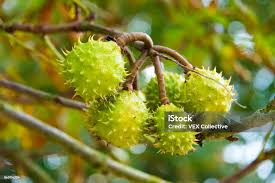 Attēlu rezultāti vaicājumam “Aesculus hippocastanum fruit”