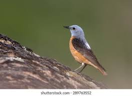 Image result for Monticola saxatilis