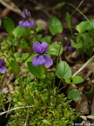 Attēlu rezultāti vaicājumam “Viola uliginosa bud”
