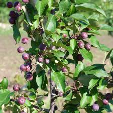 Attēlu rezultāti vaicājumam “Malus”