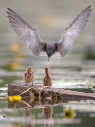 Attēlu rezultāti vaicājumam “Chlidonias niger”