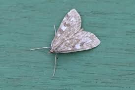 Attēlu rezultāti vaicājumam “Udea olivalis”