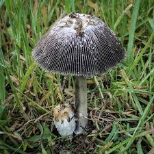 Image result for coprinus