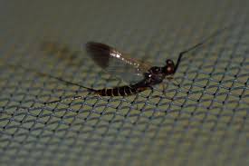 Attēlu rezultāti vaicājumam “Leptophlebia nebulosa”