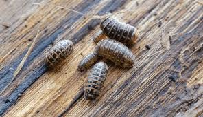 Attēlu rezultāti vaicājumam “Armadillidium pulchellum”