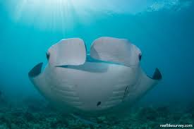 Image result for Mobula birostris
