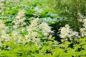 Image result for Aruncus dioicus