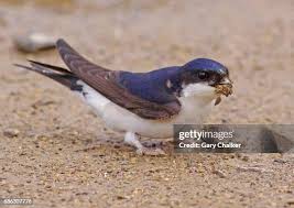 Attēlu rezultāti vaicājumam “Delichon urbicum”