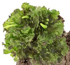 Attēlu rezultāti vaicājumam “Anthocerotopsida”