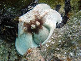 Image result for Octopus vulgaris