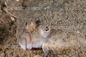 Image result for Pseudopleuronectes americanus