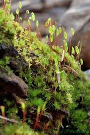 Attēlu rezultāti vaicājumam “Bryum pallescens sporophyte”