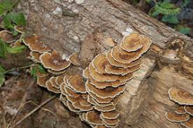 Attēlu rezultāti vaicājumam “Trametes ochracea”