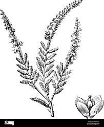 Attēlu rezultāti vaicājumam “Calluna vulgaris leaf”