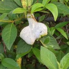 Attēlu rezultāti vaicājumam “Exobasidium cassandrae”