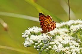 Attēlu rezultāti vaicājumam “Clossiana selene underside”