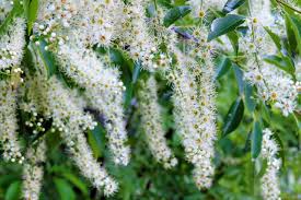 Attēlu rezultāti vaicājumam “Prunus serotina flower”