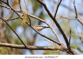 Attēlu rezultāti vaicājumam “Phylloscopus trochiloides adult”