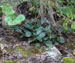 Attēlu rezultāti vaicājumam “Pyrola minor leaf”