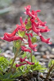 Attēlu rezultāti vaicājumam “Corydalis solida fruit”