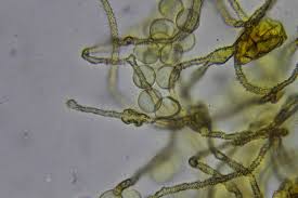 Attēlu rezultāti vaicājumam “Gulielmina vermicularis sessile”