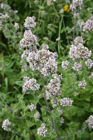 Image result for Nepeta cataria