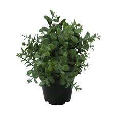 Image result for Mehikasvi