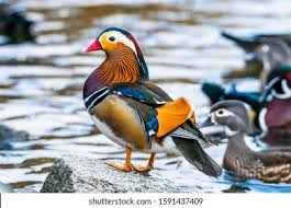 Attēlu rezultāti vaicājumam “Aix galericulata male”