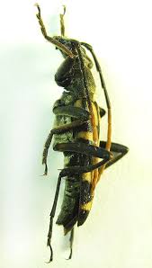 Attēlu rezultāti vaicājumam “Leptura annularis”