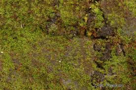 Attēlu rezultāti vaicājumam “Gymnostomum calcareum”