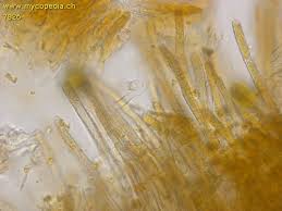 Attēlu rezultāti vaicājumam “Lachnella alboviolascens”