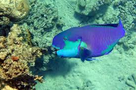 Image result for Chlorurus gibbus