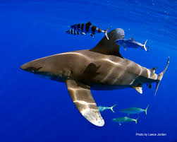 Image result for Carcharhinus longimanus