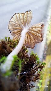 Attēlu rezultāti vaicājumam “Arrhenia spatulata”