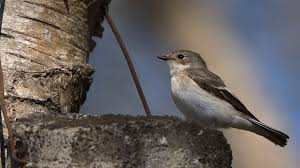 Attēlu rezultāti vaicājumam “Ficedula hypoleuca female”