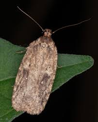 Attēlu rezultāti vaicājumam “Agonopterix ciliella imago”