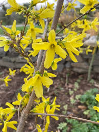 Attēlu rezultāti vaicājumam “Forsythia suspensa flower”