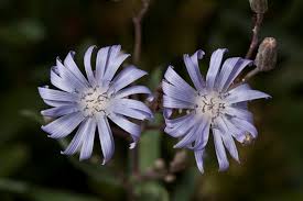 Attēlu rezultāti vaicājumam “Lactuca tatarica”