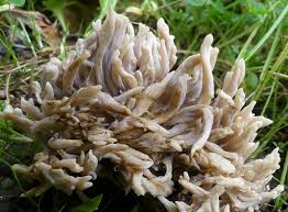 Attēlu rezultāti vaicājumam “Clavulina rugosa”